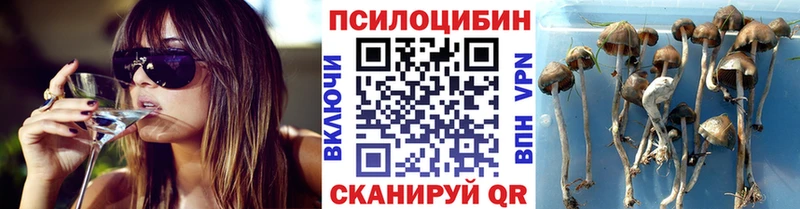 купить   Голицыно  Псилоцибиновые грибы MAGIC MUSHROOMS 